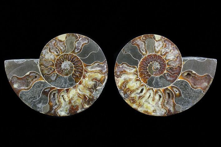 Cut & Polished Ammonite Fossil - Agatized #72917